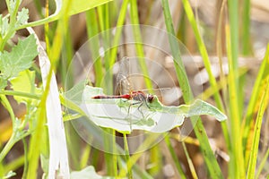 Cherry-faced Meadowhawk Sympetrum internum Perched on a Leaf in Eastern Colorado