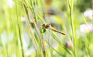 Cherry-faced Meadowhawk Sympetrum internum Perched on a Leaf in Eastern Colorado