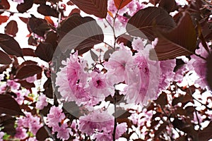 Cherry finely sawed Royal Burgundy. Pink buds on the branches of a bush.