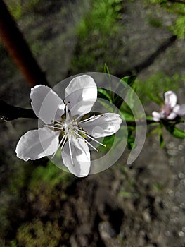 Cherry flover with green leaves