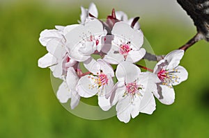 Cherry flower