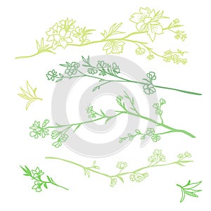 Cherry flower blossom, botanical art. Spring almond, sakura, apple tree branch, hand draw doodle vector illustration