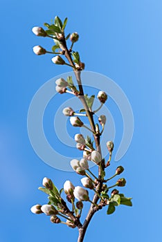 Cherry flower buds against a blue sky in spring garden. Macro photo of a flower in soft and pastel colors. The revival of nature.
