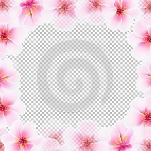 Cherry Flower Frame With Transparent Background