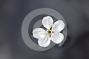 Cherry flower isolated on blue water surface