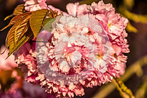 Cherry flower macro with water drops during sunrise