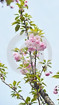 Cherry flower with sky background