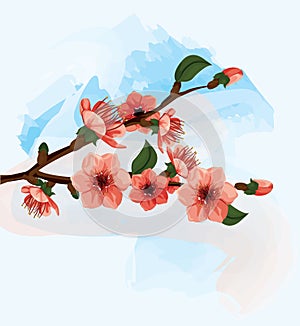 Cherry flower vector illustration