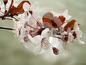 Cherry Flowers photo