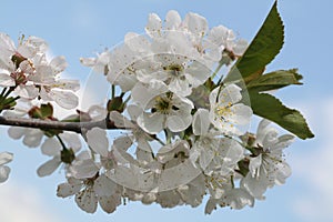 Cherry flowers