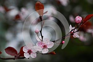 Cherry flowers