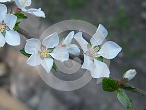 Cherry flowers