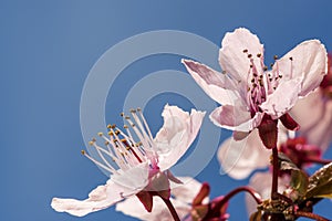 Cherry flowers