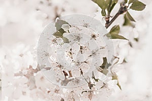 Cherry flowers background. Close-up cherry blossom tree branch, soft selective focus