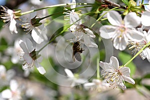 Cherry flowers with bee