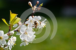 Cherry Flowers With Bee In Summer