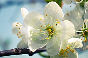 Cherry flowers blooming