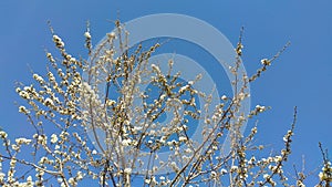 cherry flowers blossom