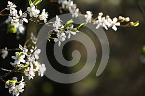 Cherry flowers in blossom, blossoming cherry tree, white