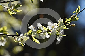 Cherry flowers in blossom, blossoming cherry tree, white