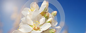 Cherry flowers blossom oriental white against background blue sky with sunshine beams macro shot.