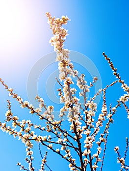 Cherry flowers blossom oriental white against background blue sky with sunshine beams macro shot.