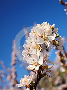 Cherry flowers blossom oriental white against background blue sky with sunshine beams macro shot.