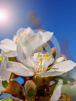 Cherry flowers blossom oriental white against background blue sky with sunshine beams macro shot.