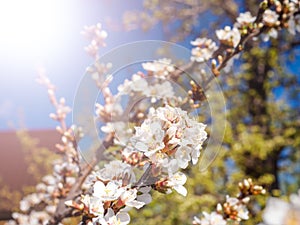 Cherry flowers blossom oriental white against background blue sky with sunshine beams macro shot.