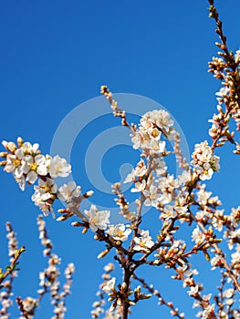 Cherry flowers blossom oriental white against background blue sky with sunshine beams macro shot.