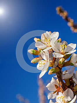 Cherry flowers blossom oriental white against background blue sky with sunshine beams macro shot.