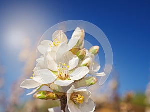 Cherry flowers blossom oriental white against background blue sky with sunshine beams macro shot.