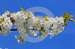 Cherry flowers and blue sky