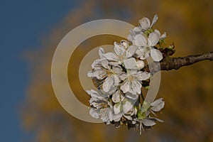 Cherry flowers on blue and yeallow background