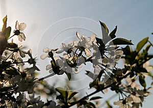 Cherry flowers on a blurred background of blue sky and flowering trees. Delicate spring background.