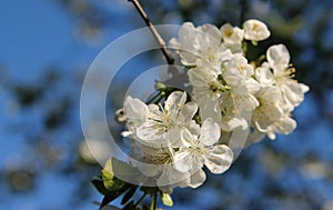 Cherry flowers on a blurred background of blue sky and flowering trees. Delicate spring background.
