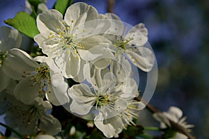 Cherry flowers on a blurred background of blue sky and flowering trees.Delicate spring background.