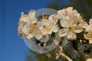 Cherry flowers on a blurred background of blue sky and flowering trees. Delicate spring background.