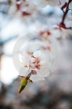 Cherry flowers on blurred background in softfocus