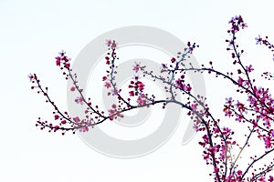 Cherry flowers branch