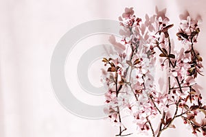 Cherry flowers branch on pink background. Copy space