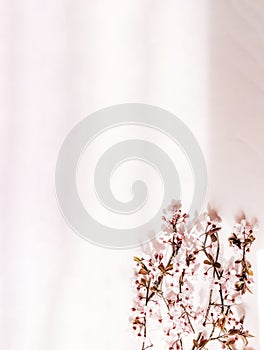 Cherry flowers branch on pink background. Copy space