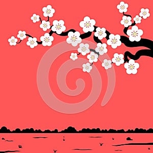 Cherry flowers branch spring season red background