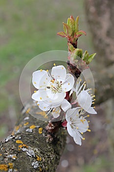 Cherry flowers on branch tree at the springtime in sunny day