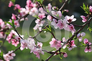 Cherry flowers on branch tree at the springtime in sunny day