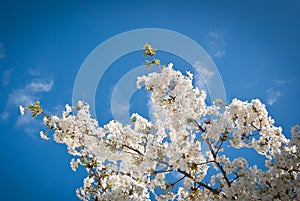 Cherry flowers on a cherry tree branch in spring time