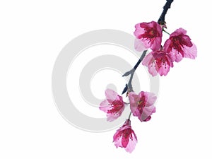 Cherry flowers