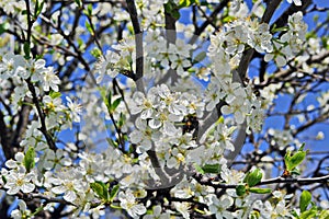 White spring flowers on a tree branch
