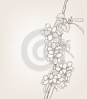 Cherry flowers drawing, blooming tree in spring line art illustration