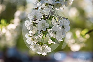 Cherry flowers frame